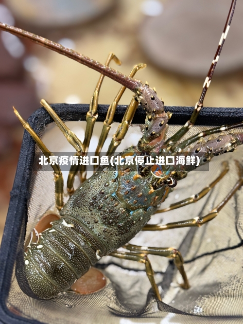 北京疫情进口鱼(北京停止进口海鲜)-第2张图片