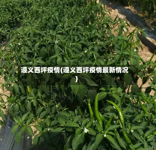 遵义西坪疫情(遵义西坪疫情最新情况)